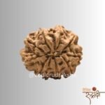 Nepali 10 Mukhi (face)Rudraksha Powerful Protection Bead) (Lab Certified | - Image 4