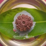 Surya Shakti 12 Mukhi Rudraksha – Nepali Origin (Lab Certified) - Image 6