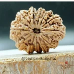 Surya Shakti 12 Mukhi Rudraksha – Nepali Origin (Lab Certified) - Image 5