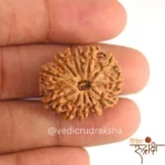 Surya Shakti 12 Mukhi Rudraksha – Nepali Origin (Lab Certified) - Image 4