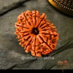 11 Mukhi Rudraksha with Lab Certification | Original Eleven Faced Bead - Image 2