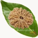 Surya Shakti 12 Mukhi Rudraksha – Nepali Origin (Lab Certified) - Image 3