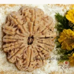 Surya Shakti 12 Mukhi Rudraksha – Nepali Origin (Lab Certified) - Image 2