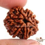 Original Nepali 7 Mukhi Rudraksha for Wealth & Stability - Image 2