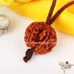 Har Ghar Mein Rudraksha – Claim Your Free 5 Mukhi Rudraksha OFER TILL SWANA month 2025