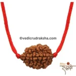 2 Mukhi Rudraksha with Lab Certification | Original & Authentic - Image 2