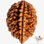2 Mukhi Rudraksha with Lab Certification | Original & Authentic - Image 3
