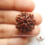 Original Nepali 7 Mukhi Rudraksha for Wealth & Stability - Image 3