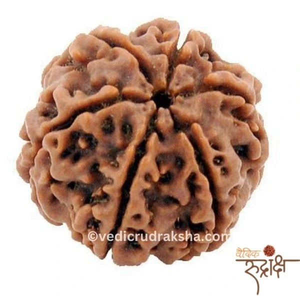 173.webp 6 Mukhi Rudraksha with Lab Certification | Certified & Original - Image 1
