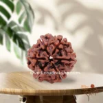 6 Mukhi Rudraksha with Lab Certification | Certified & Original - Image 3