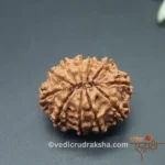 11 Mukhi Rudraksha with Lab Certification | Original Eleven Faced Bead - Image 3