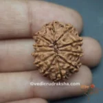11 Mukhi Rudraksha with Lab Certification | Original Eleven Faced Bead - Image 6
