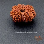 13 Mukhi Rudraksha with Lab Certification | Original Thirteen Faced Bead - Image 6