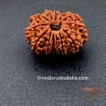 13 Mukhi Rudraksha with Lab Certification | Original Thirteen Faced Bead
