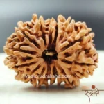 13 Mukhi Rudraksha with Lab Certification | Original Thirteen Faced Bead - Image 3
