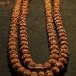 Premium 7 Mukhi Japa Mala – Nepal Origin Rudraksha (20–22mm) | Certified & Energized for Spiritual Power with 108+1 Beads