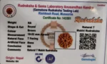 Original Nepali 7 Mukhi Rudraksha for Wealth & Stability - Image 4