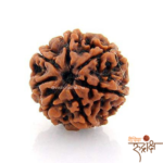 Premium 7 Mukhi Nepali Rudraksha Bead – Certified & Energized | For Financial Growth
