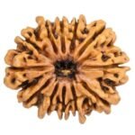 13 Mukhi Rudraksha with Lab Certification | Original Thirteen Faced Bead - Image 5