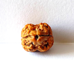 2 Mukhi Rudraksha with Lab Certification | Original Nepali Bead - Image 2
