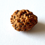 2 Mukhi Rudraksha with Lab Certification | Original Nepali Bead - Image 3